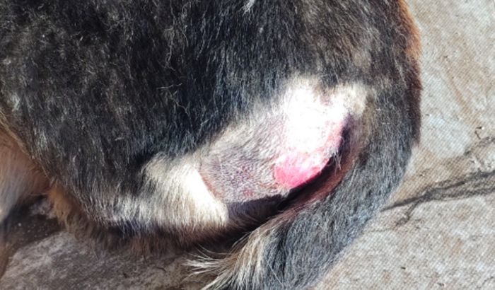 Cuca precisa de cirurgia 