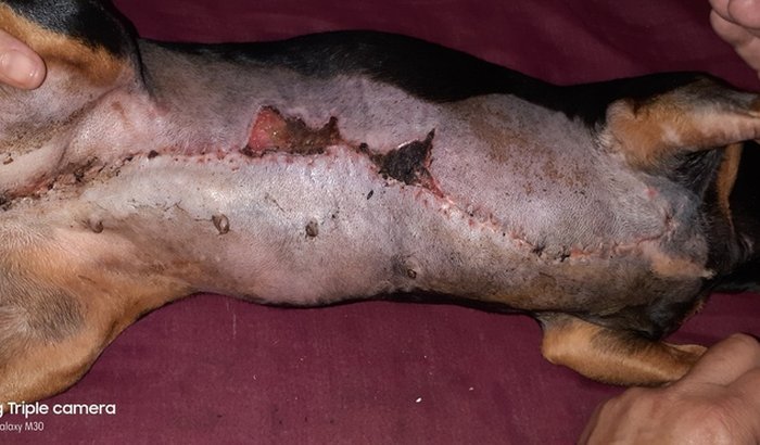 MYA OPEROU COM URGÊNCIA EM 28/08/22