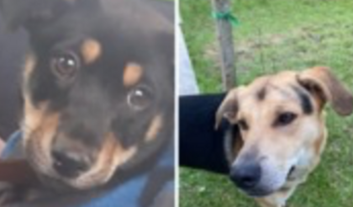 Ajuda para compra de uma caixa de transporte pet