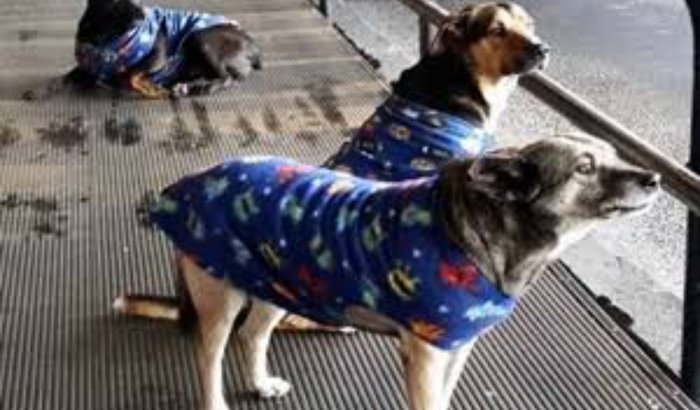 Roupinha para cães de rua 