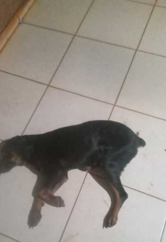 Cachorra com hemorragia 