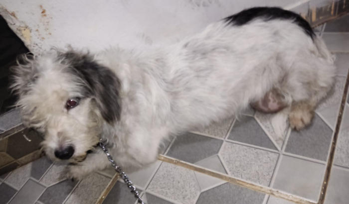 Cirurgia de retirada de tumor,cachorrinha vinda de maus tratos