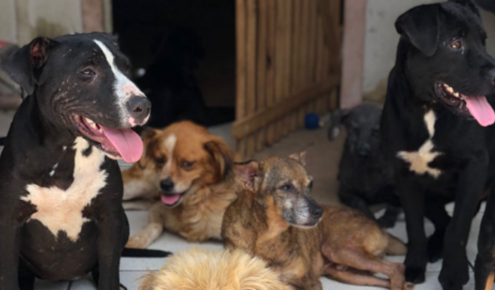 NOVO ABRIGO AMOR ANIMAL