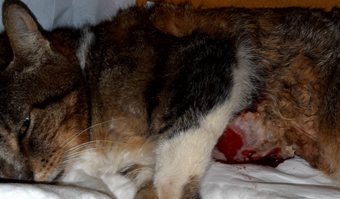 Ajuda para salvar a mimosinha do câncer