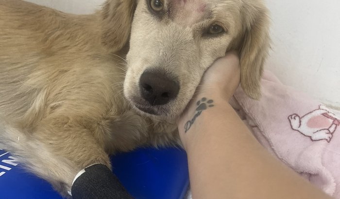 VAKINHA PARA SALVAR A CAROLA!!