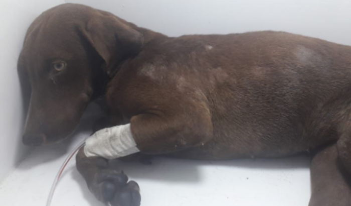 Ajude a Mel (Atropelada)(Abandonada)