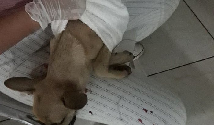 Filhote atropelado perto da COCA COLA
