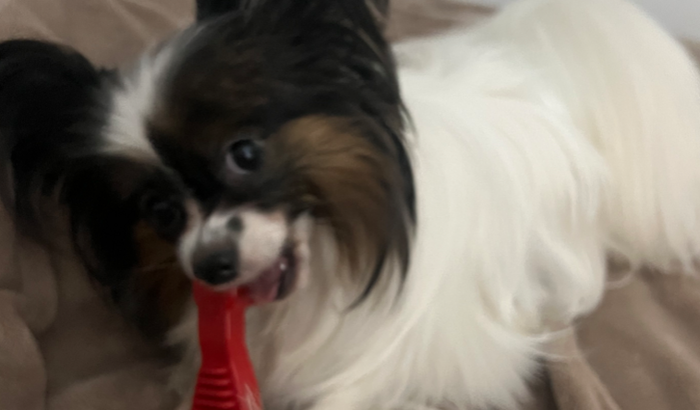 Ajuda para ficar com o Olavo. por favor, leiam a nossa história