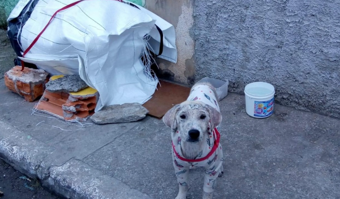 Nova vida para o Duque!!