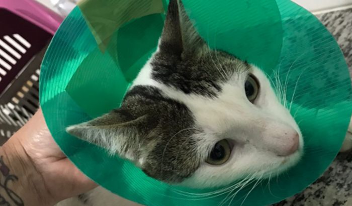 O Gatinho Mingau Precisa da Sua Ajuda 