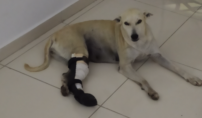 Tratamento da cadela Kiara