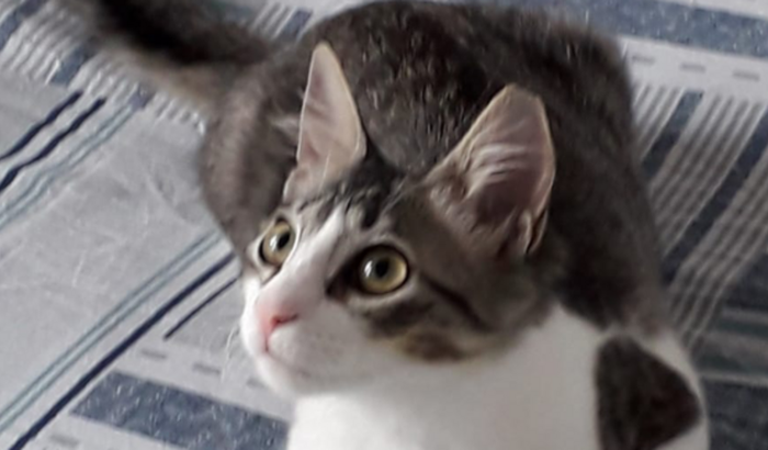 Ajude a gatinha Ashe na luta contra a PIF