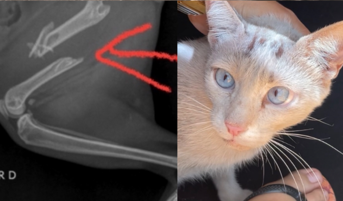 Gato de rua atropelado