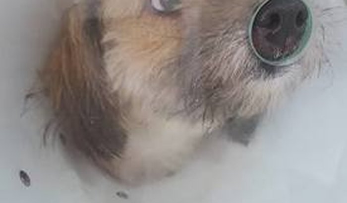 Vaquinha para ajudar na cirurgia da Jade