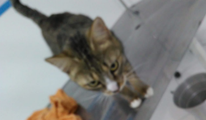 ajuda para retirar o útero e fazer exames da mimosa