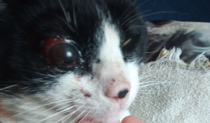 Ajuda para tratamento do FRAJOLA