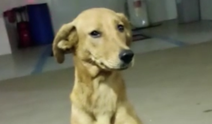 Ajuda para Amarela