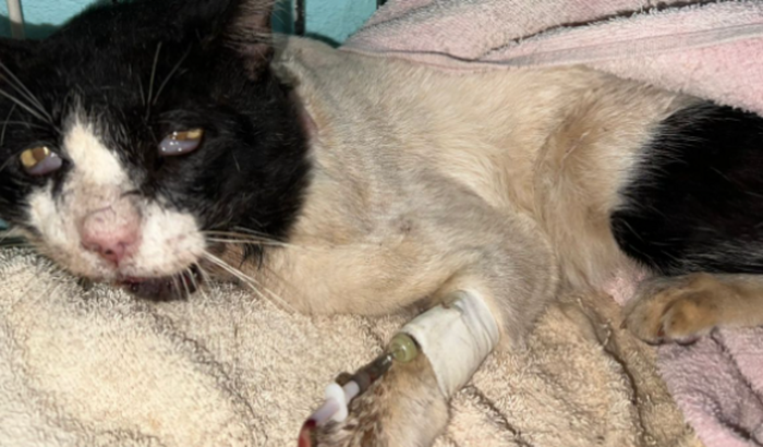 ME AJUDEM A SALVAR O ZEUS