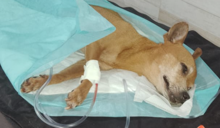 Cirurgia da minha cachorrinha Sereia 