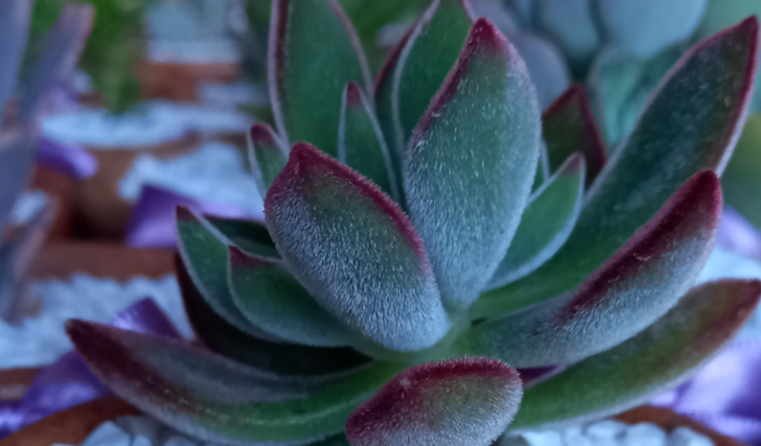 Abrir um viveiro para ter renda própria