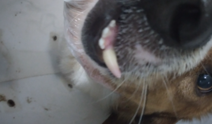 Ajuda para a cirurgia  da mandíbula do Bob.Meu Fiel escudeiro. 