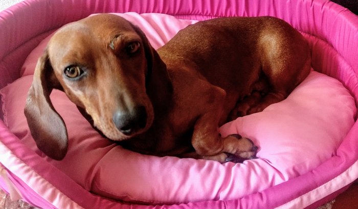 Ajude a Bolinha