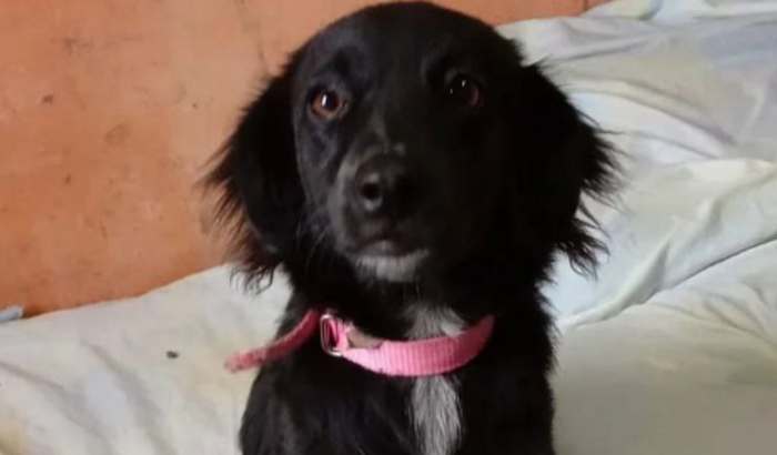 Ajude essa vaquinha em defesa dos animais!