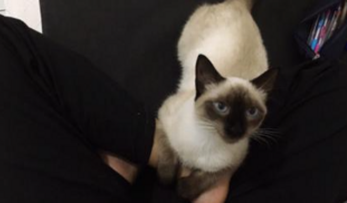 Lilica