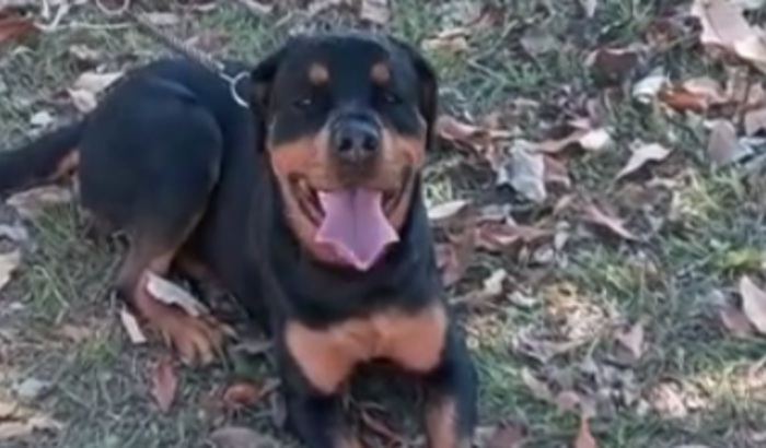 Cirurgia de ligamento cruzado, nas duas patas traseiras da nossa Rottweiler "Ursa"