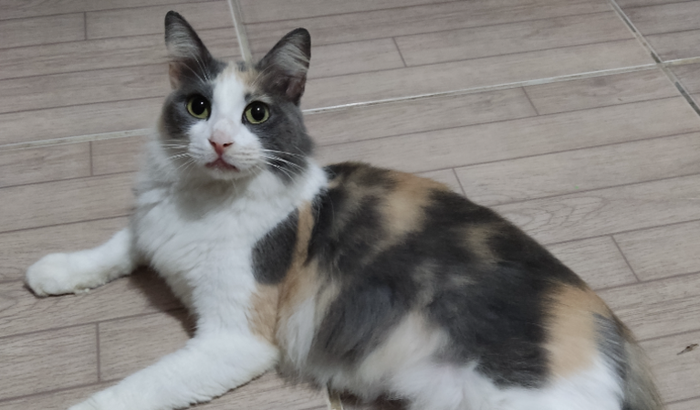 Ajuda para essa linda gatinha