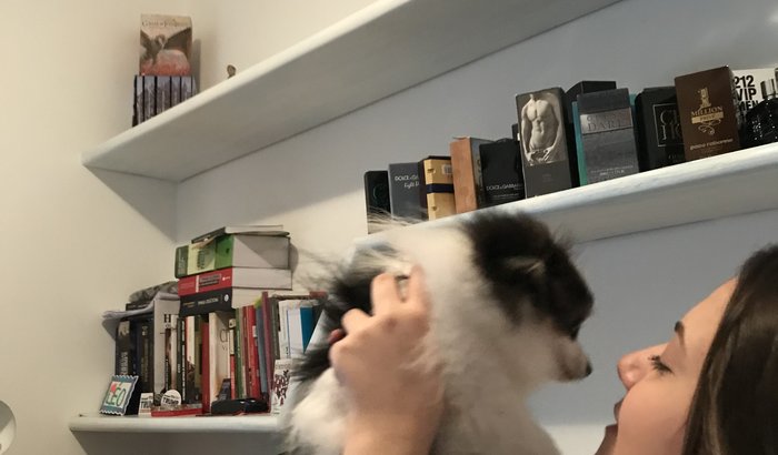 Vaquinha para despesas com cachorro de estimação