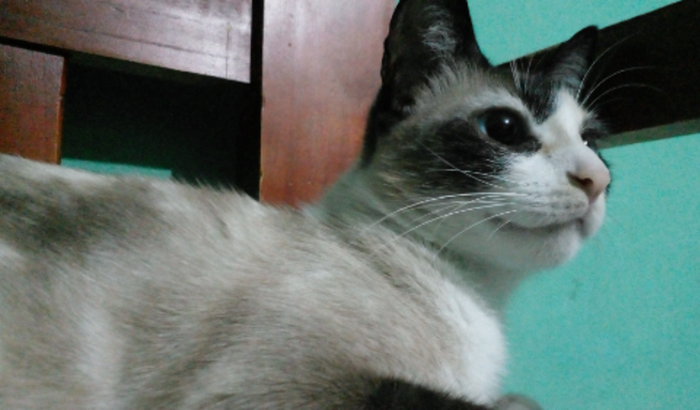 Ajude Judite a viver