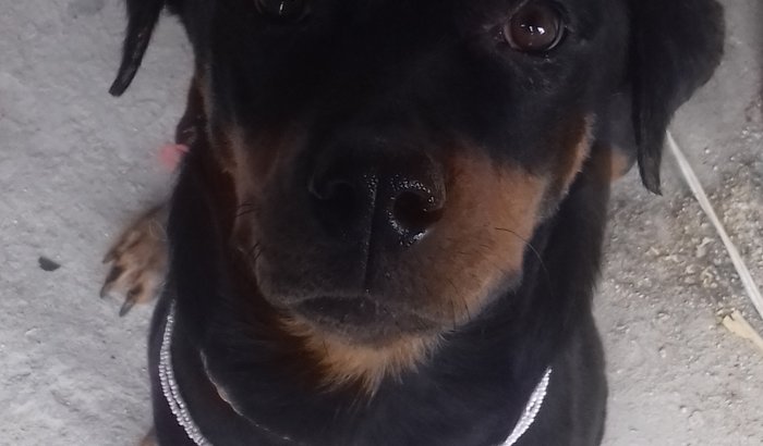 Ajude a Jade <3 