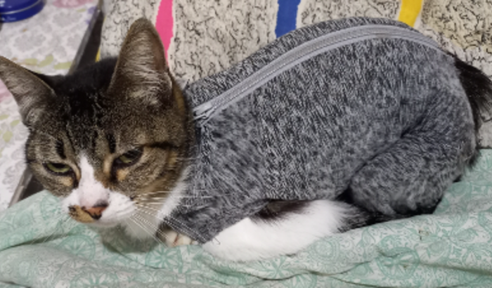 Tratamento gatinha sofia