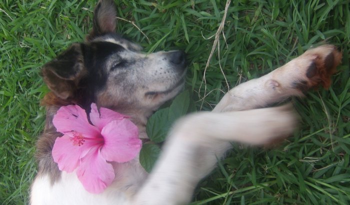 Projeto FRIDA uma vida animal na academia