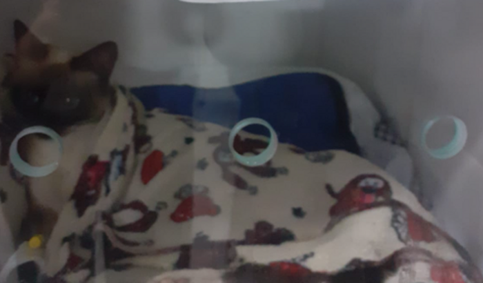 Ajudem a Mily sobreviver