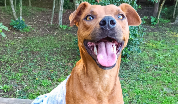 Quimioterapia Babalu