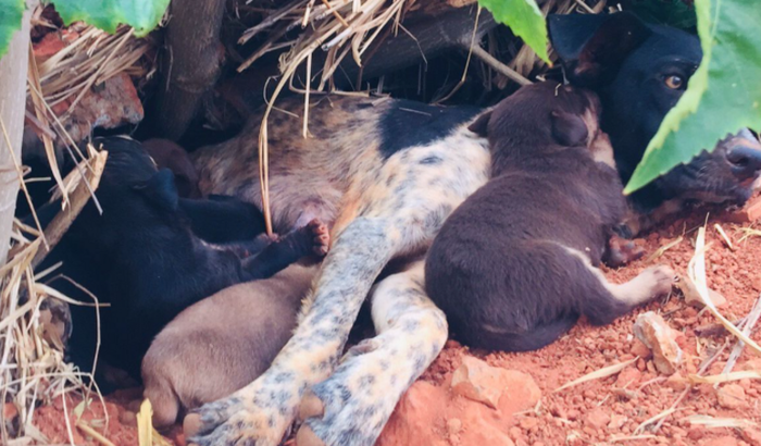 Ajuda para cachorras e filhotes abandonados