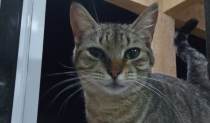 Cirurgia da Gatinha Patty