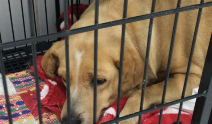 Ajude a kiara (Pet)