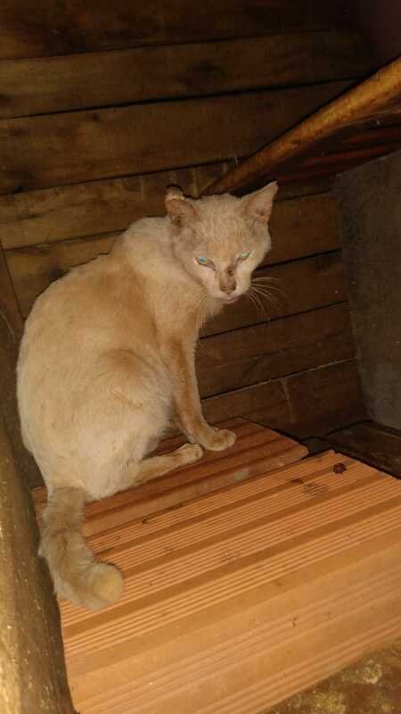 Gato com FIV