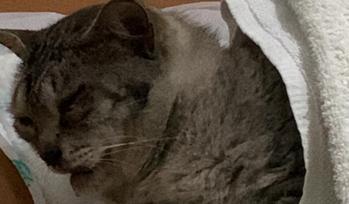 ajuda com cirurgia gato resgatado