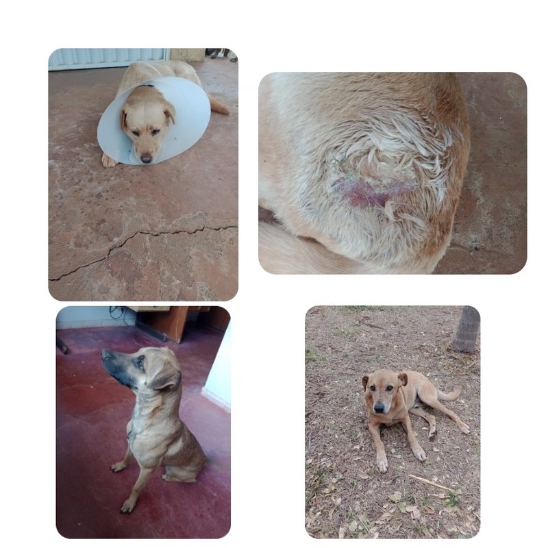 Cachorros com doença do carrapato e sarna 