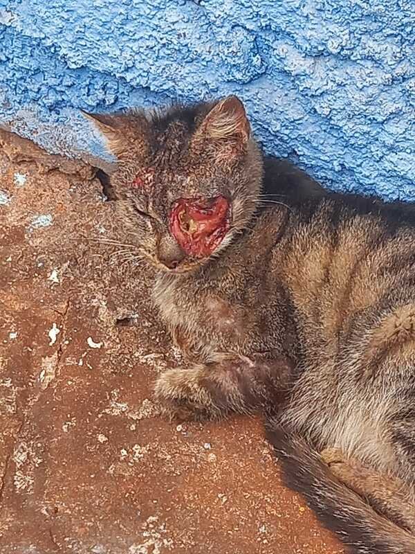 Gata precisa de ajuda 