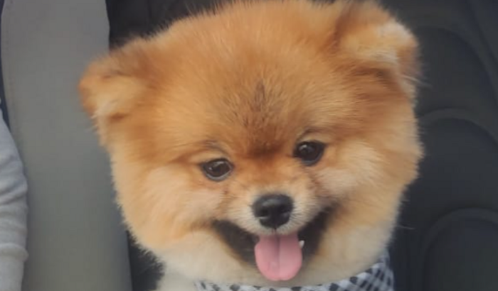 Recuperação do Tomy