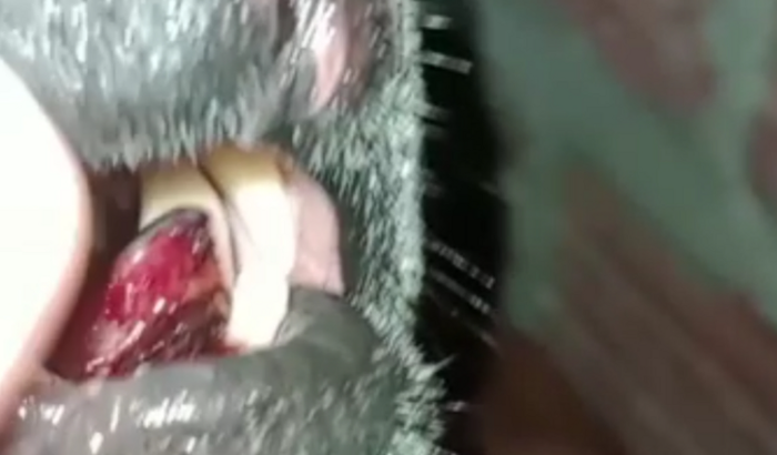 Ajuda para a cirurgia do cachorro