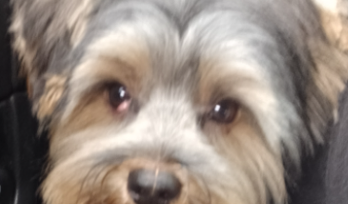 Ajudem o Baby Zaion 🐶