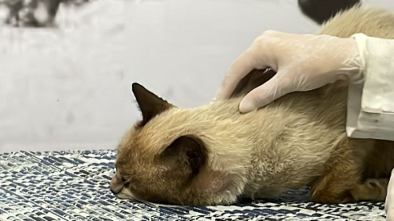 imagem da vaquinha Ajuda a um gato abandonado