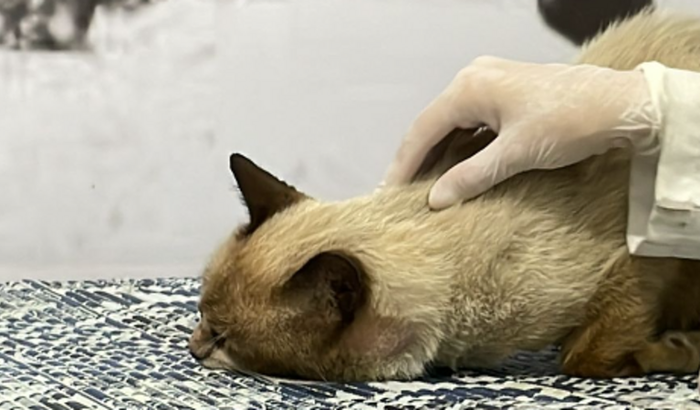 Ajuda a um gato abandonado