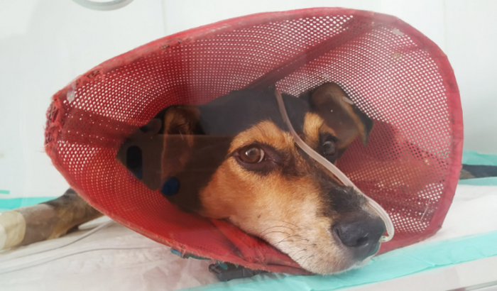 Ajude a Estrelinha